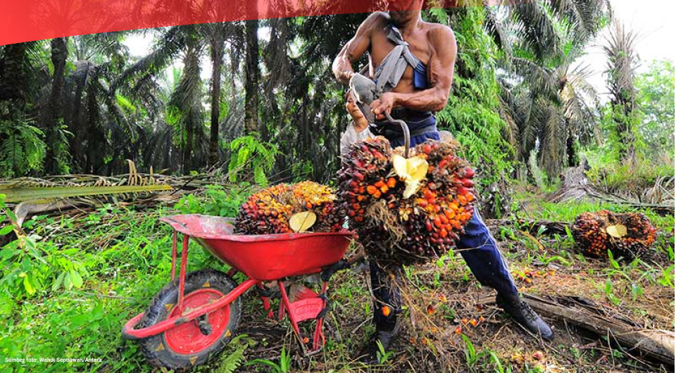 Luas Kebun Sawit Indonesia Hampir 15 Juta Hektare pada 2022