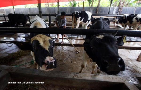 Tinjauan Regulasi: Rencana Pemerintah Wajibkan Industri Pengolahan Serap Susu Lokal