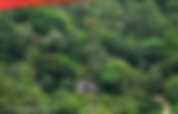 Laporan Khusus: Perkembangan Hutan di Dunia dan Indonesia hingga 2025