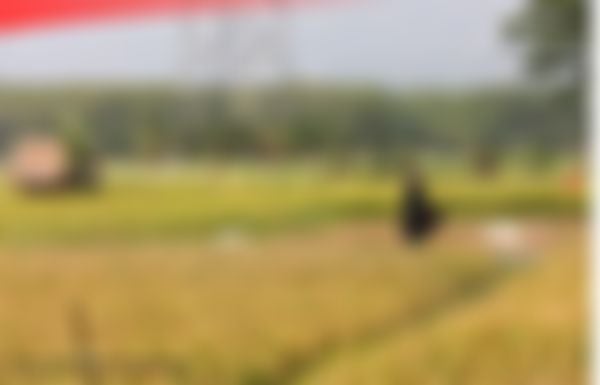 Laporan Khusus: Perkembangan Data Beras di Tengah Pencapaian Swasembada