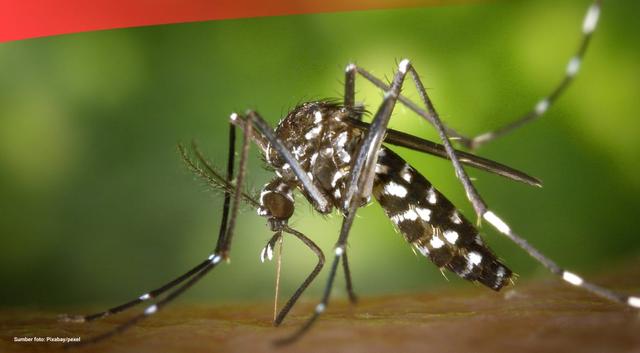 Data Kasus Kematian Demam Berdarah Dengue (DBD) di Indonesia hingga 2023