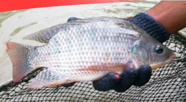 Data Produksi Ikan Mas di Indonesia (2012-2022)