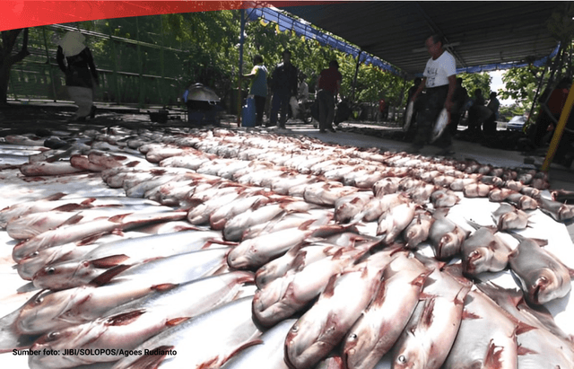 Data Produksi Ikan Patin di Indonesia (2012 - 2022)