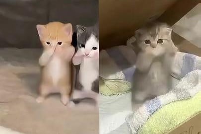 Prompt AI untuk Trend Kucing Kicau Mania, Terinspirasi dari Scuba Dance yang Viral di TikTok